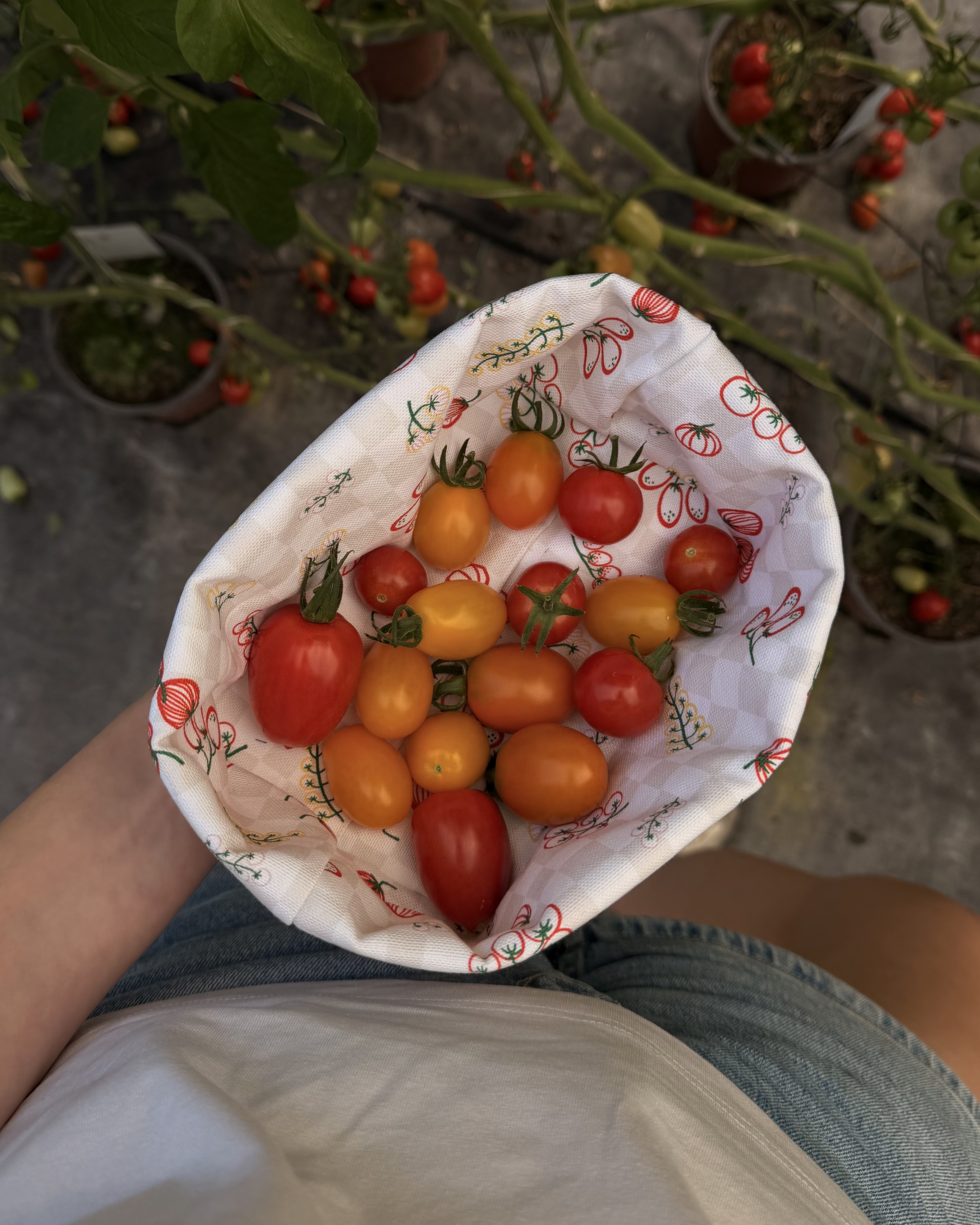 Bio Stoff  - Bunte Tomaten Sorten weiß