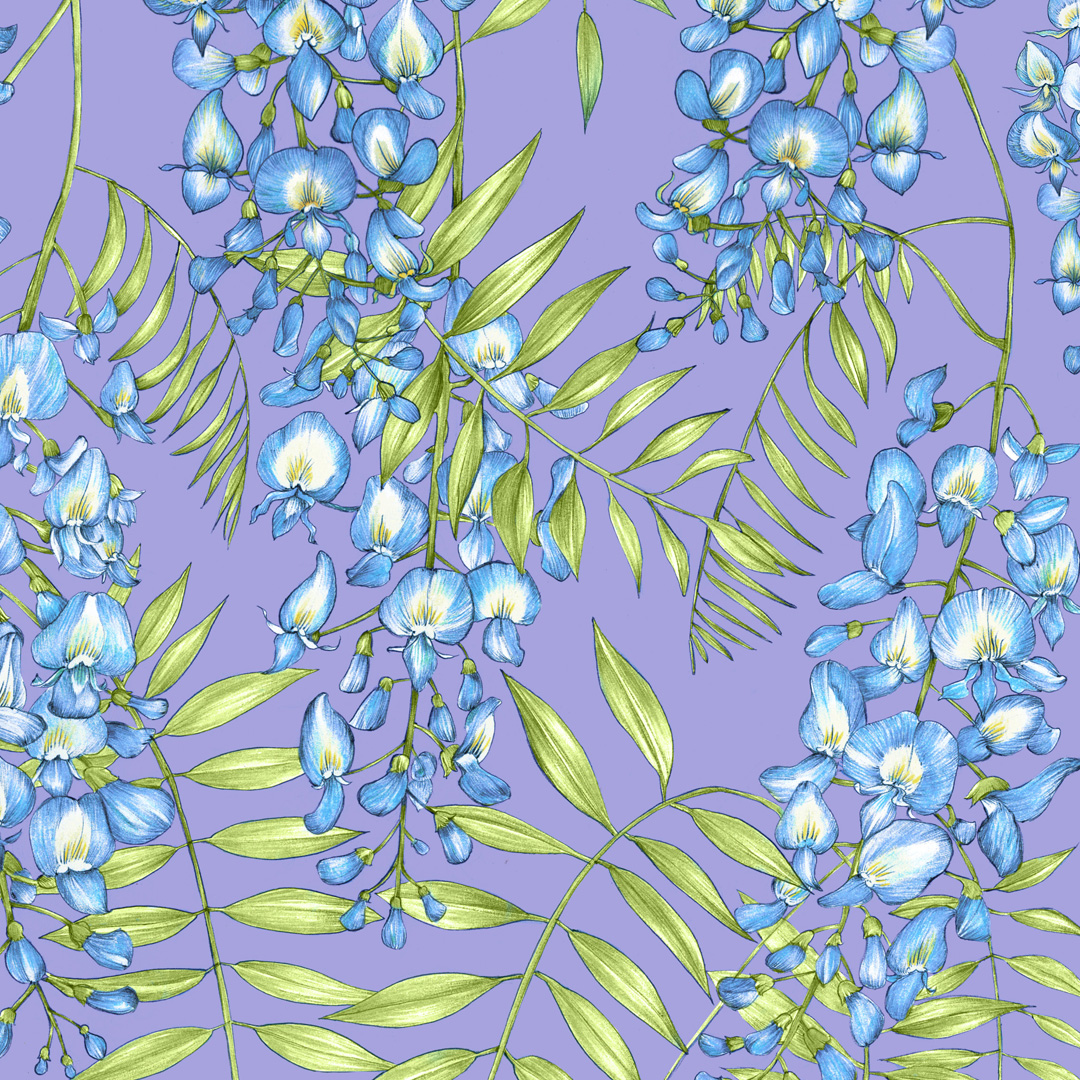 Wisteria Lane Lila Wisteria Lane Lila